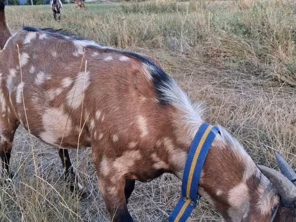 Billy Goat, Nubian Goat