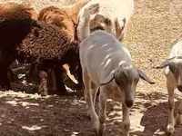 Kozioł, Alpine goat — zdjęcie 4