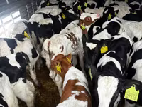 Bik, Simmental cattle — fotografija 4