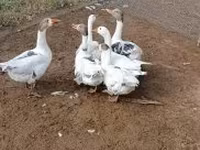 Geese — الصورة 3