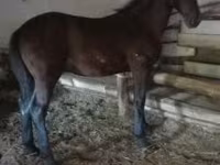Cheval, Nonius horse — photo 7