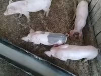 猪（批次，未指定性别）, Крупная белая — 照片 4