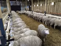 Ovca, Kuibyshev sheep — fotografija 2