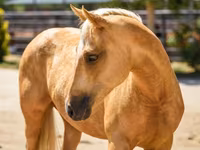 Madyan, Quarter Horse — foto 4