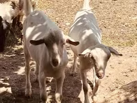 Kozioł, Alpine goat — zdjęcie 2