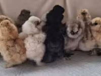 Poule soie — photo 4