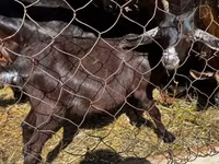 Kozioł, Nubian Goat — zdjęcie 4