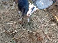 Koza, LaMancha goats — zdjęcie 5