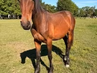 Caballo, Kisber felver — foto 2