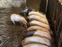 猪（批次，未指定性别）, Pigs — 照片 3