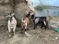 Bode, Alpine goat — foto 1