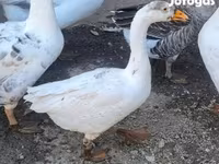 Geese — फ़ोटो 2