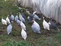 Chickens — fotografija 2