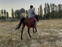 Égua, Cavalos — foto 2