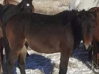 馬（ロット、性別未指定）, Horse breed — 写真 3