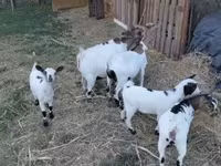 Taka, Dutch Landrace goats — 3-rasm