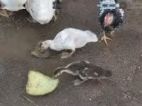 Ducks — Foto 1