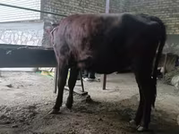 Krowa, Kalmucka rasa — zdjęcie 5