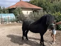Aygʻir, Welsh Cob — 4-rasm