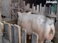 Хряк, Свиньи — фото 2