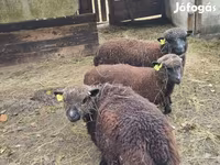 भेड़, Southdown sheep — फ़ोटो 4