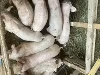 豚（ロット、性別未指定）, 豚 — 写真 4