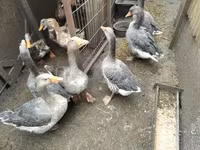 Geese — 写真 1
