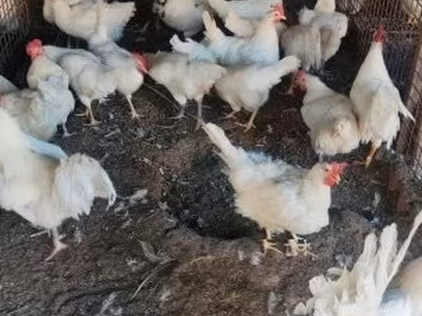 Chickens