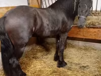 Pastuv, Friesian — fotografija 2