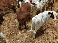 公牛, Limousin cow — 照片 2