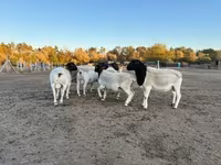 Қошқар, Dorper sheep — 2-сурет