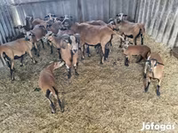 Widder, Cameroon sheep — Foto 2