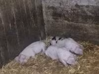 Pigs (batch, sex not specified), Pigs — photo 5
