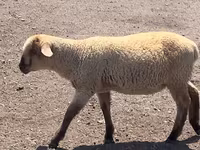 Ovan, Hampshire sheep — fotografija 7