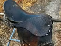 公马, Horses — 照片 5