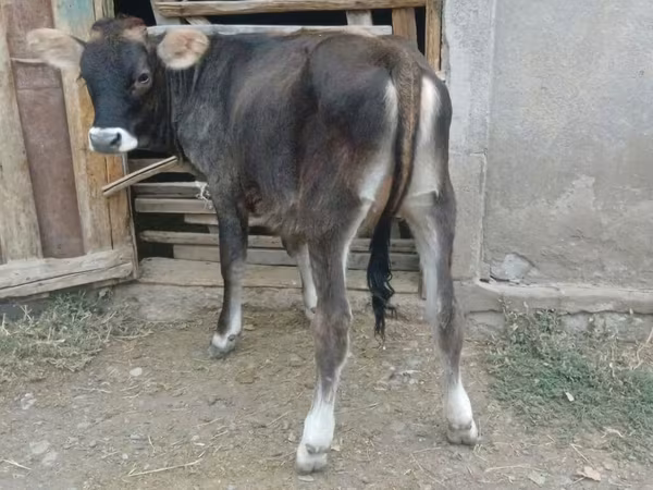 Cow, Swiss cattle
