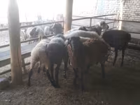 Ram, Arabi sheep — photo 5