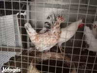 Chickens — foto 3