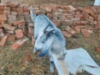 Ziege, Nubian Goat — Foto 1