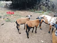 Carnero, Cameroon sheep — foto 6