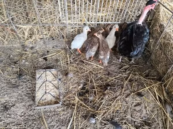 Guinea fowl — Венгрия