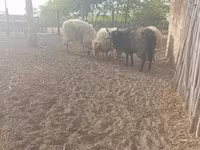 मेढ़ा, Racka sheep — फ़ोटो 2