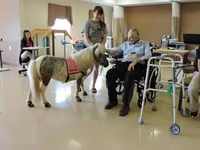Kobila, Miniature horse — fotografija 2