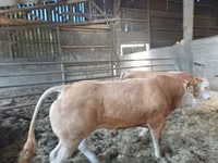 Bik, Blonde d’Aquitane cattle — fotografija 2