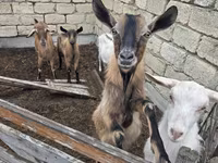 Koza, Saanen goat — fotografija 7