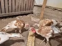 Turkeys — Foto 1