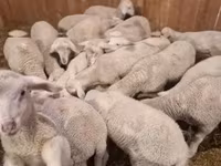 公羊, Merinoland sheep — 照片 1