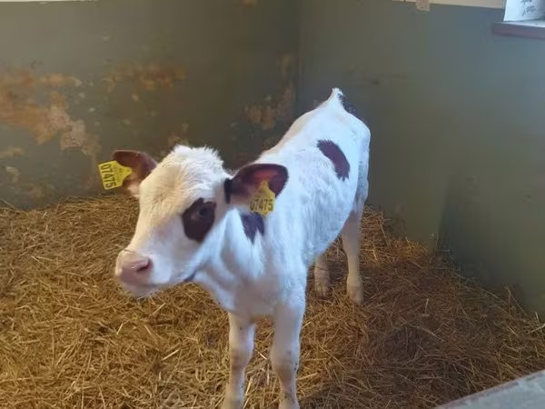 雌牛, Simmental cattle