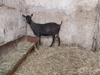 Koza, Murcia-Granada goats — zdjęcie 7