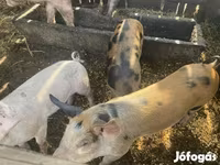 Pigs (batch, sex not specified), Дюрок — photo 2